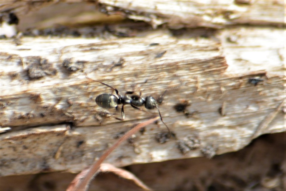 Formica fusca - kormos rabszolgahangya