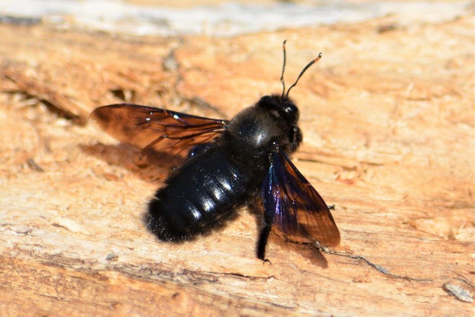Xylocopa violacea - kék fadongó