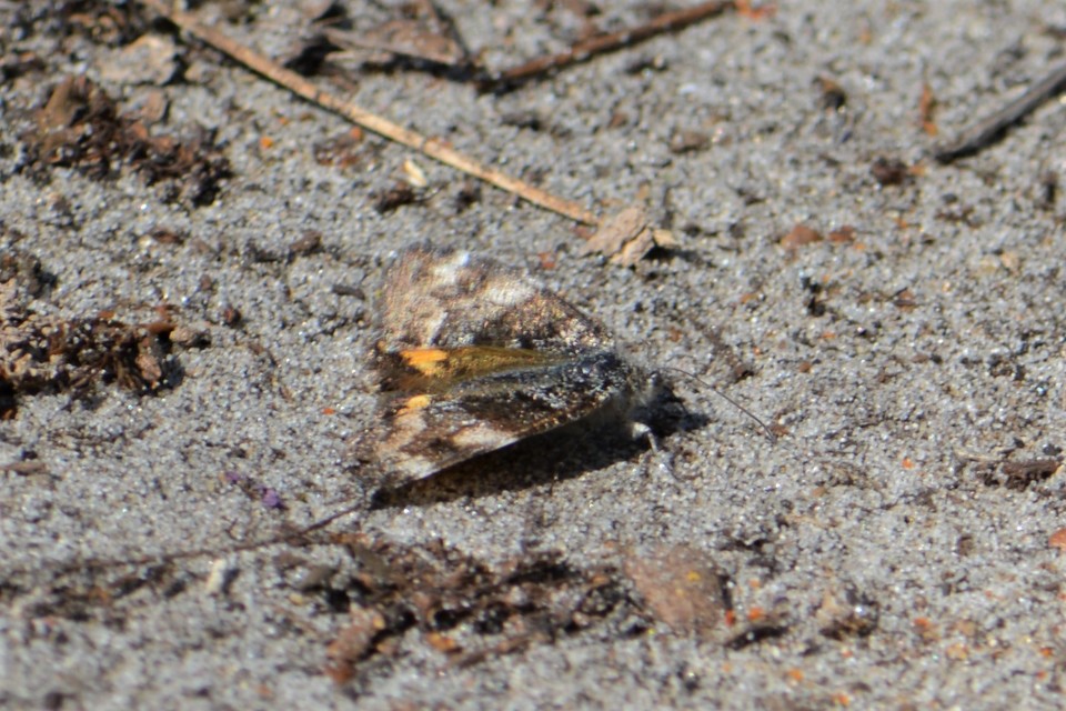 Boudinotiana notha - vörhenyes nappaliaraszoló