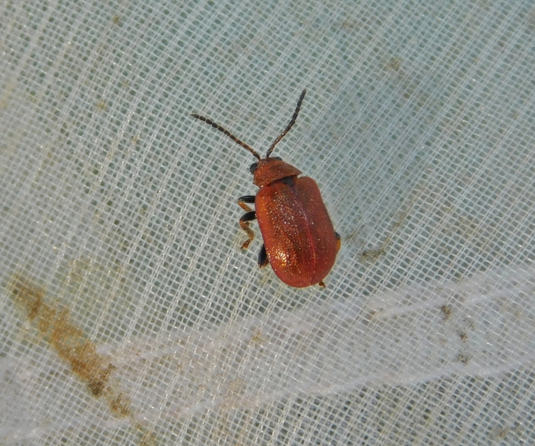 Lochmaea crataegi - galagonya-olajosbogár