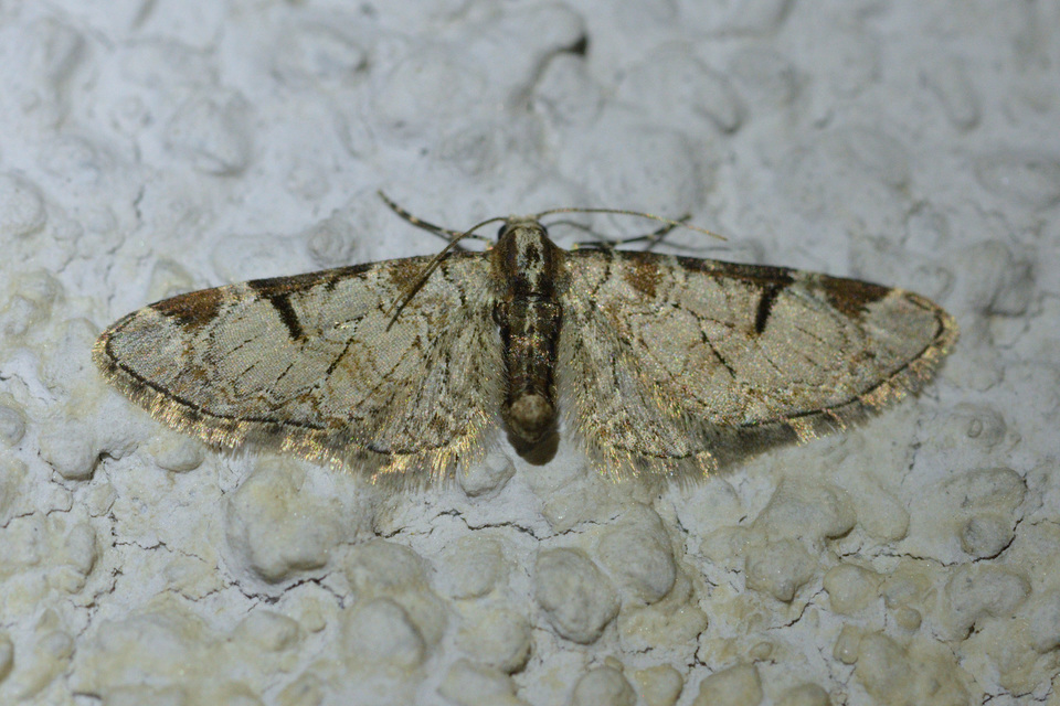 Eupithecia insigniata - hálózatos törpearaszoló