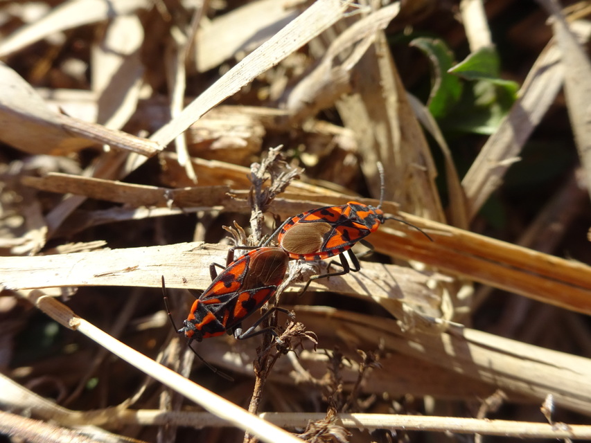 Spilostethus saxatilis - virágbodobács