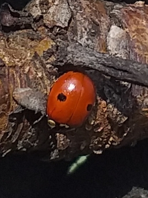 Adalia bipunctata - kétpettyes katica