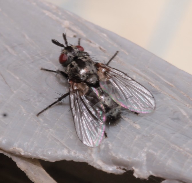 Triarthria setipennis - fülbemászók fürkészlegye
