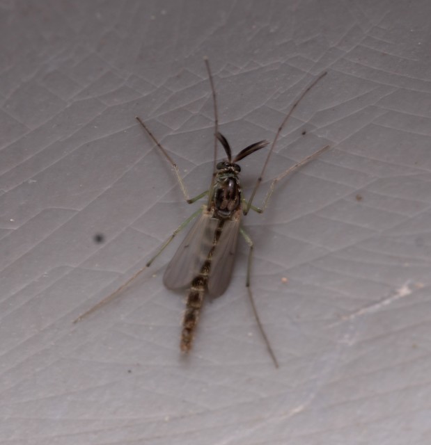 Chironominae