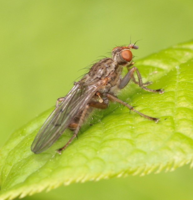 Scathophaga