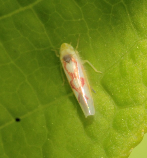 Zygina