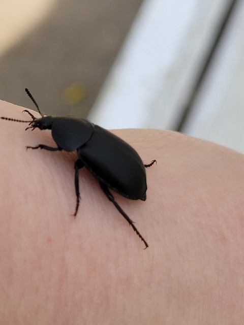 Ablattaria laevigata - sima csigarabló