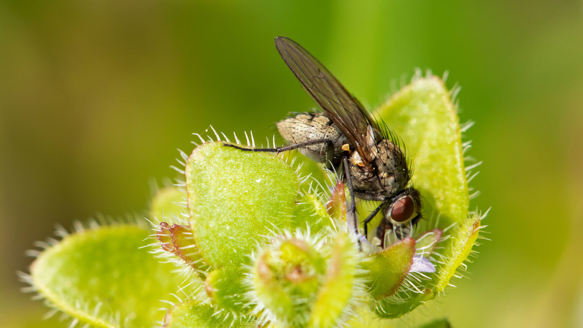 Anthomyia