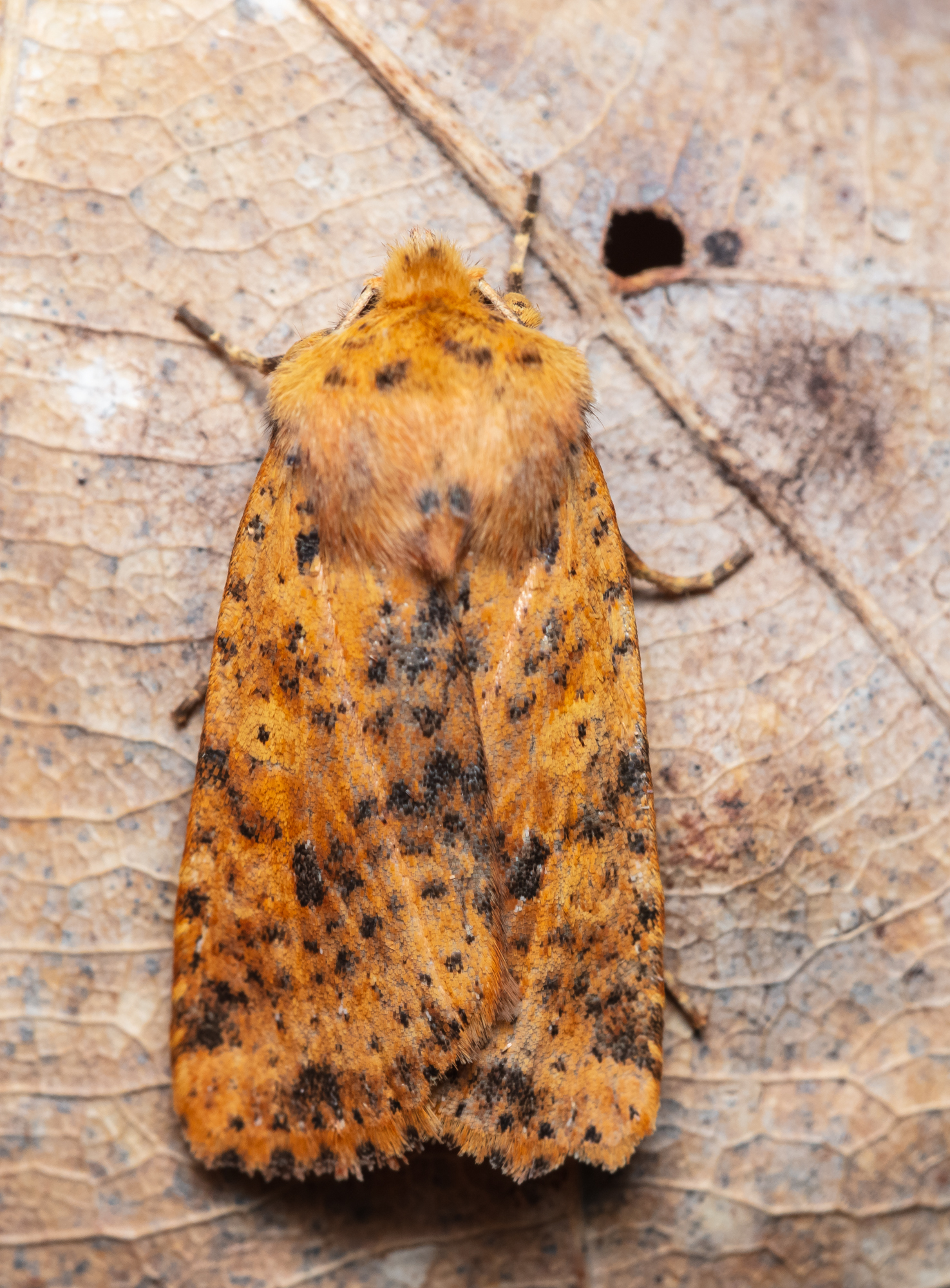 Conistra rubiginea - vörös őszibagoly