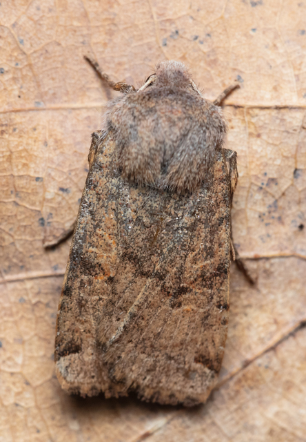 Conistra veronicae - veronika-őszibagoly