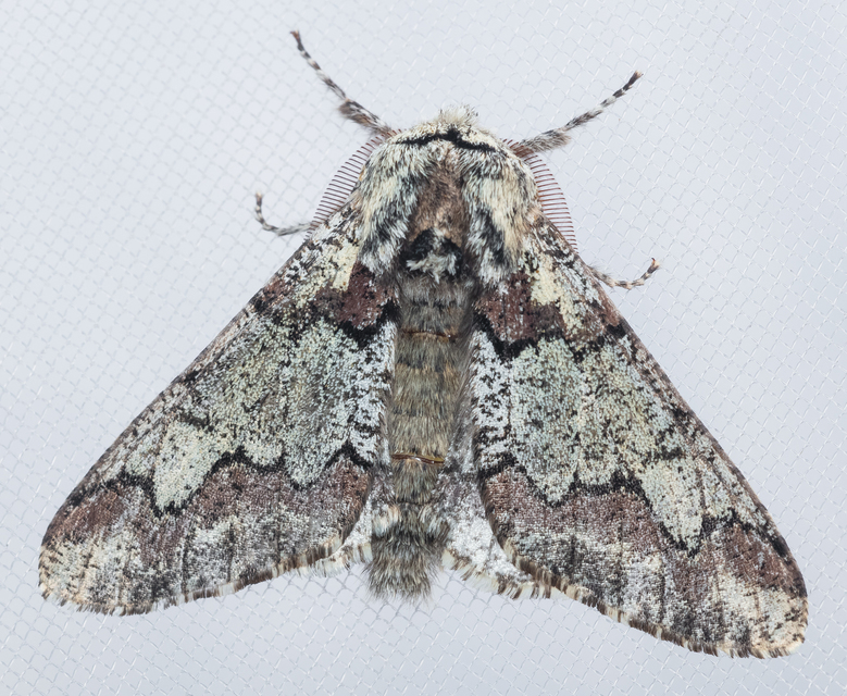 Biston strataria - barnapettyes araszoló