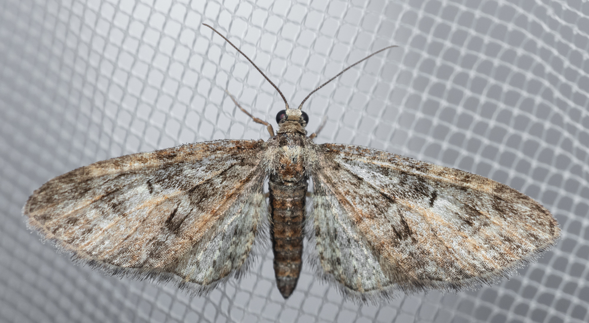 Eupithecia abbreviata - korai törpearaszoló