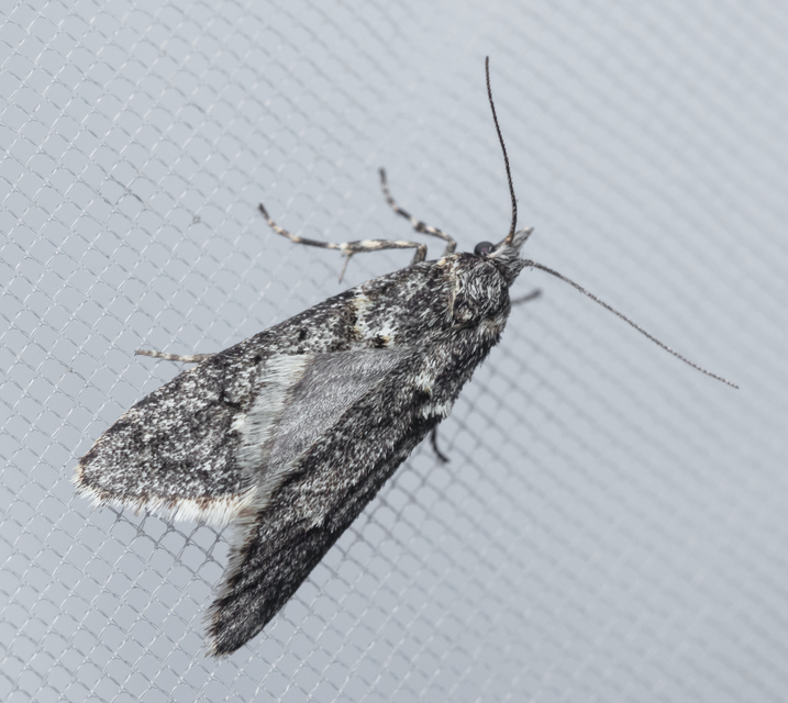 Diurnea fagella - szürke tavaszimoly