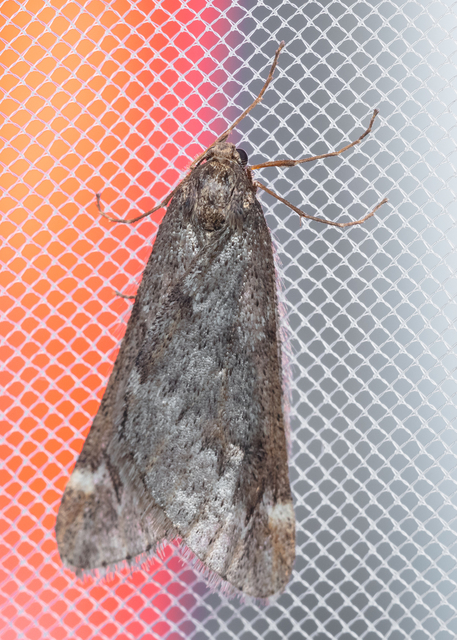 Alsophila aescularia - vadgesztenye-araszoló