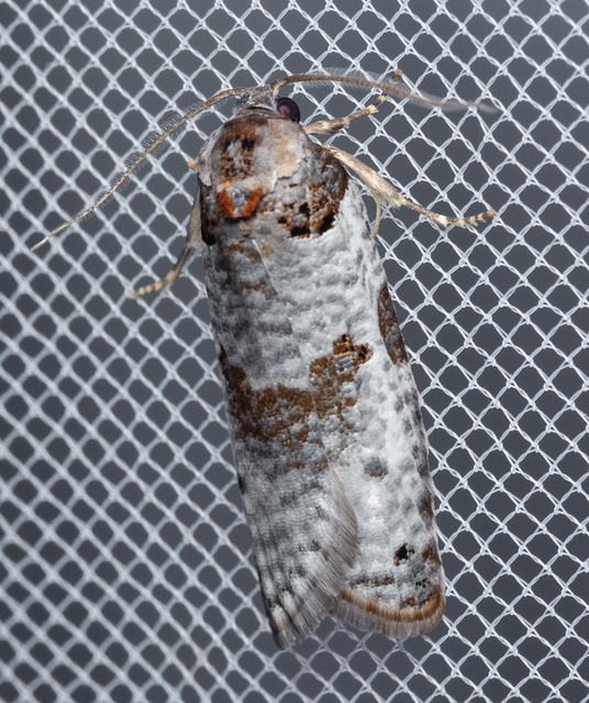 Pseudeulia asinana - korai sodrómoly