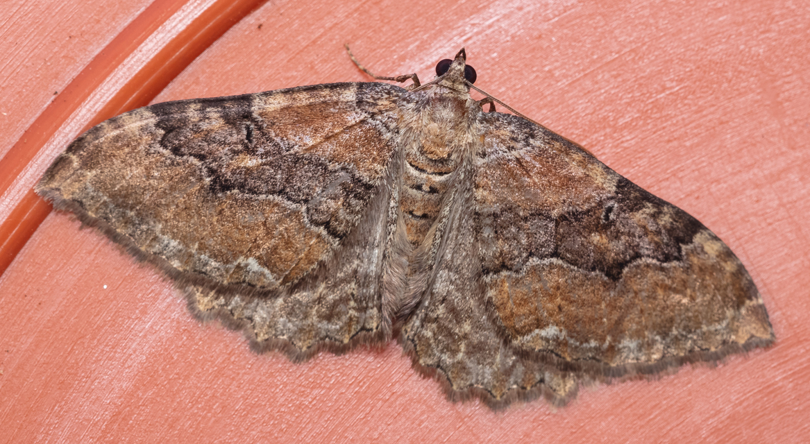 Hydria cervinalis - őzbarna araszoló