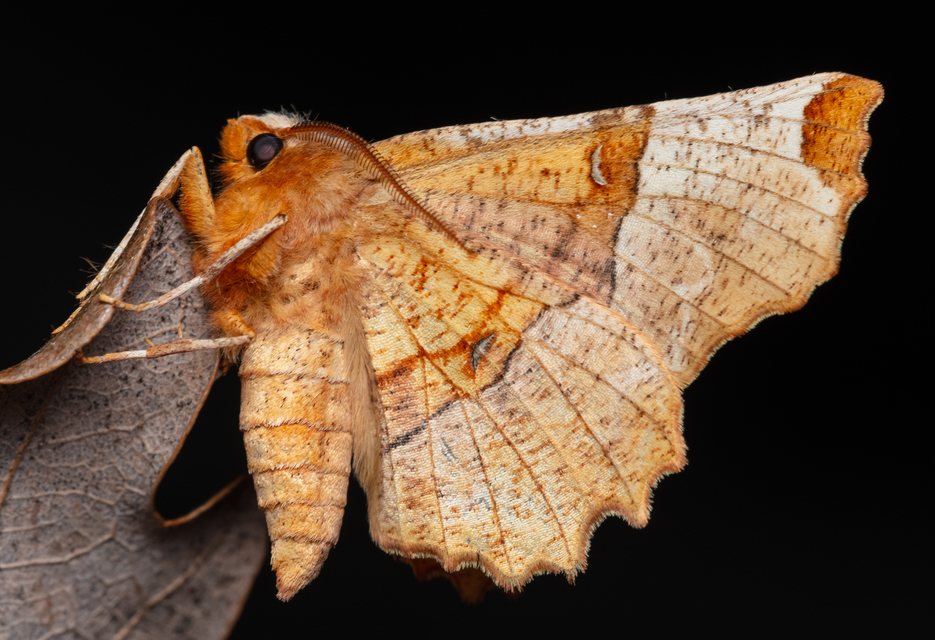Selenia lunularia - egyfoltos holdasaraszoló