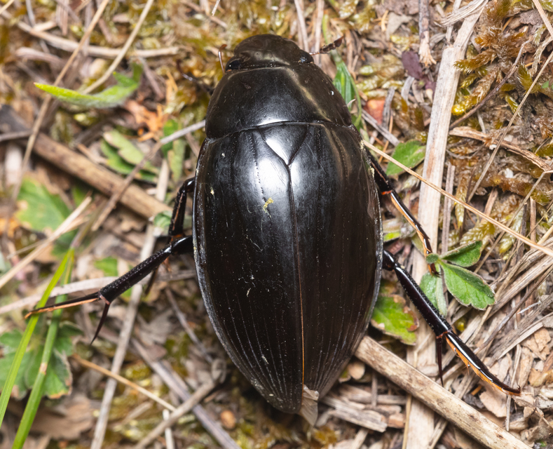 Hydrophilus piceus - közönséges óriáscsibor