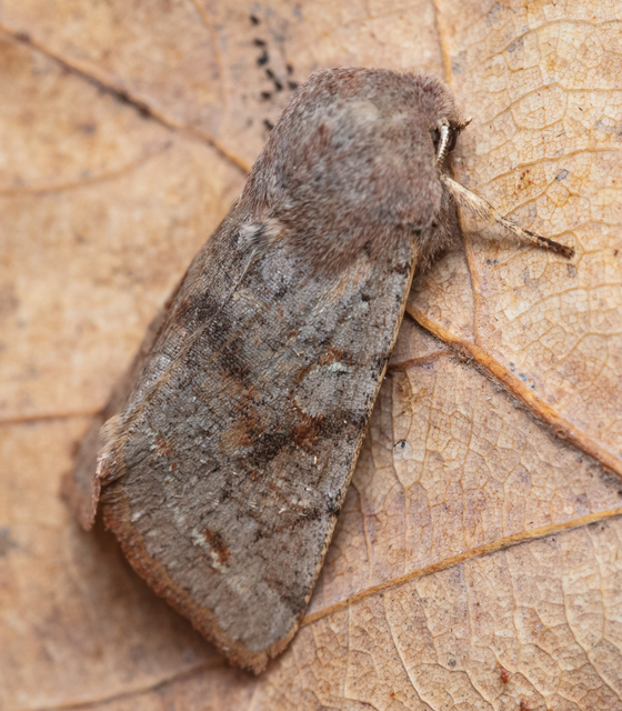 Orthosia incerta - változékony barkabagoly