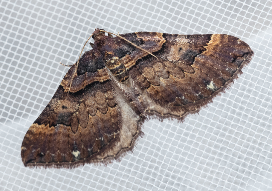 Earophila badiata - csipkerózsa-araszoló