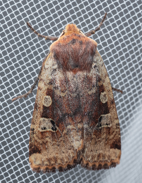 Conistra erythrocephala - vörösfejű őszibagoly