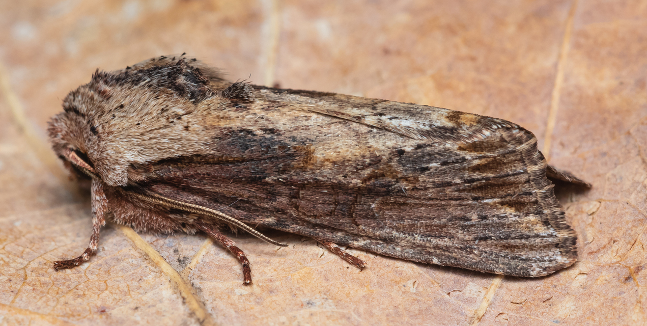 Egira conspicillaris - változékony szürkebagoly