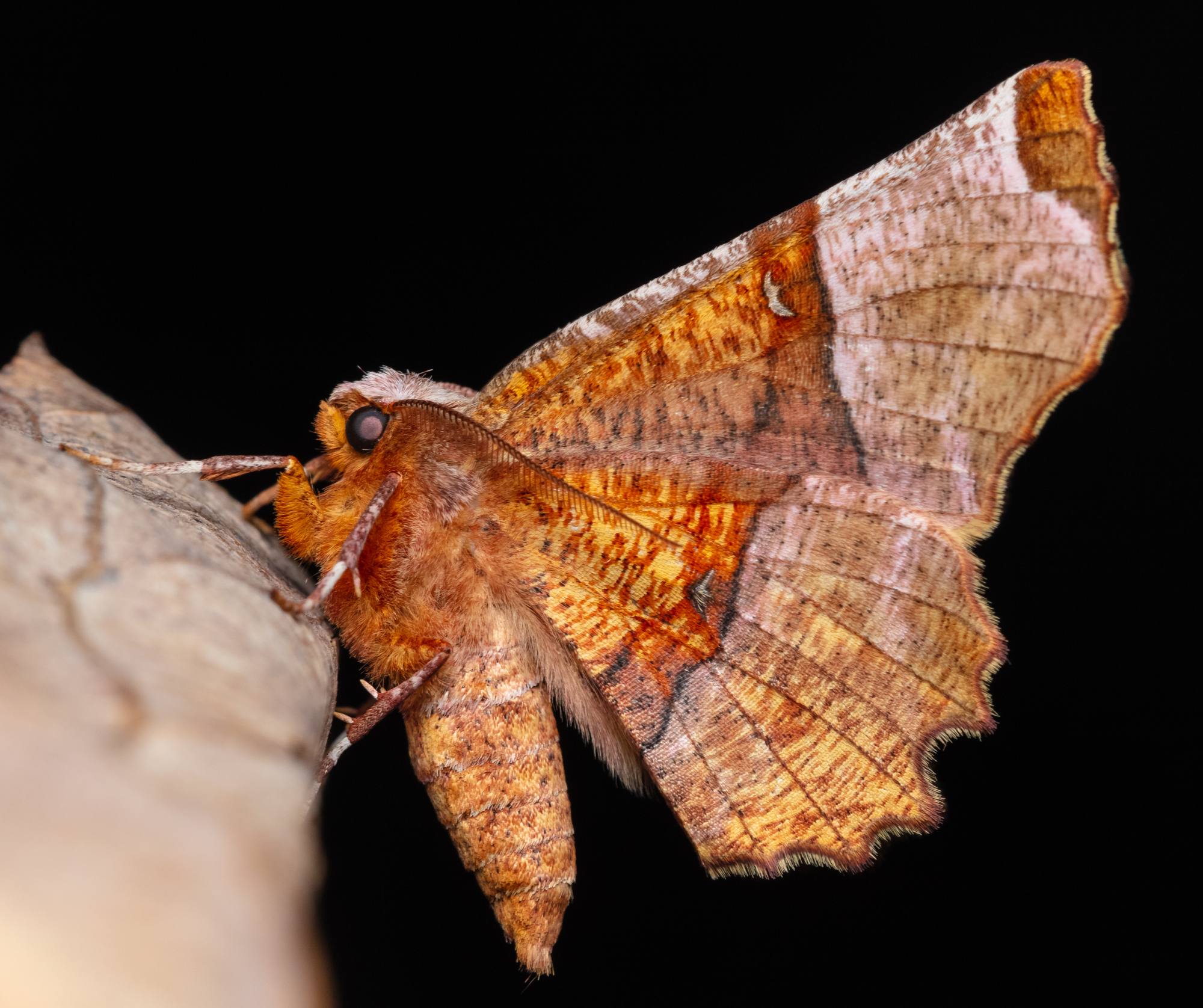 Selenia lunularia - egyfoltos holdasaraszoló