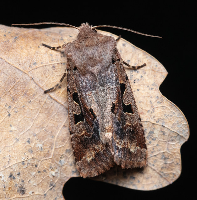 Orthosia gothica - feketefoltos barkabagoly