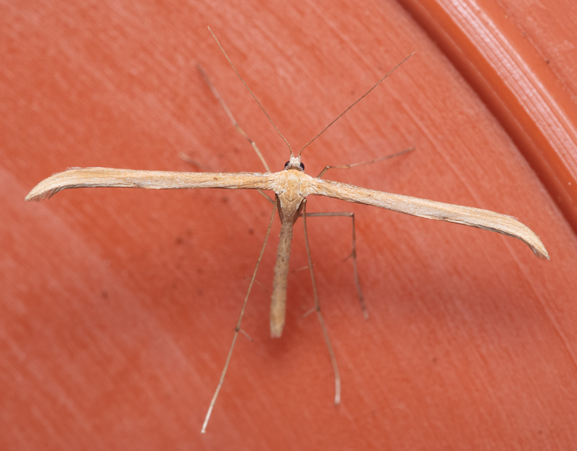 Pterophoridae - tollasmolyfélék