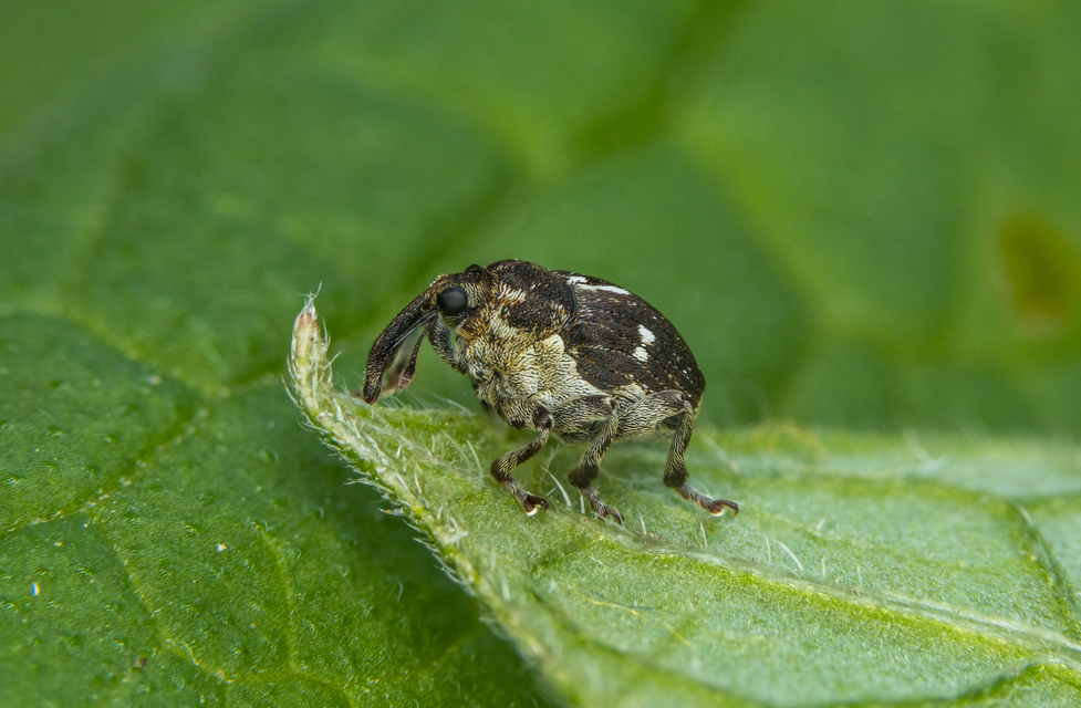 Mogulones amplipennis - kisfogú nadálytő-tarkaormányos