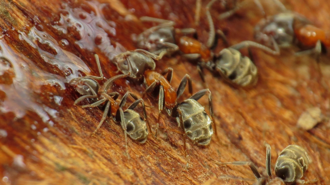 Liometopum microcephalum - tölgyfahangya