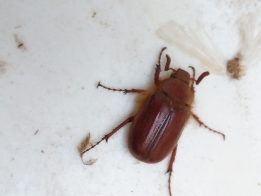 Holochelus aequinoctialis - tavaszeleji cserebogár