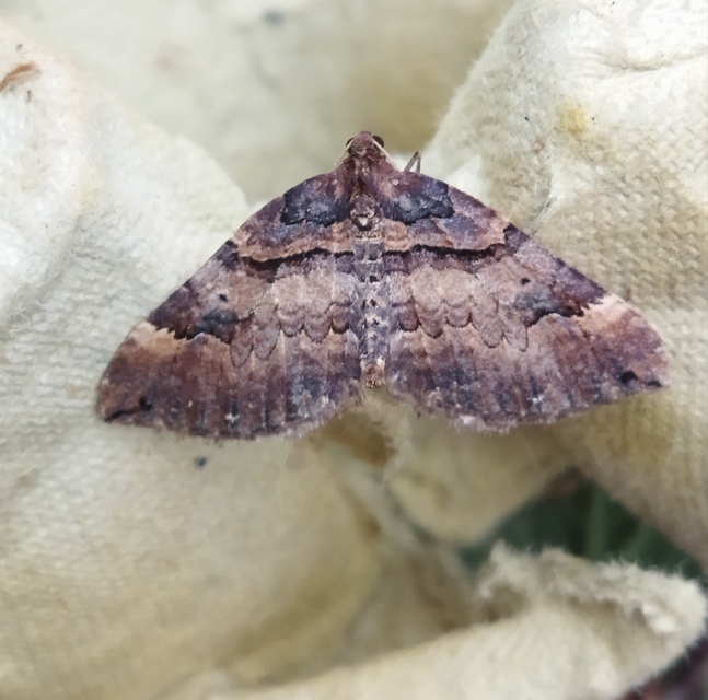 Earophila badiata - csipkerózsa-araszoló