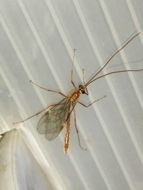 Ophion obscuratus