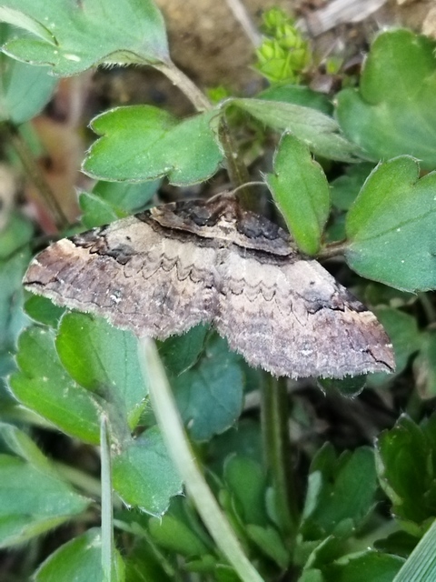 Earophila badiata - csipkerózsa-araszoló