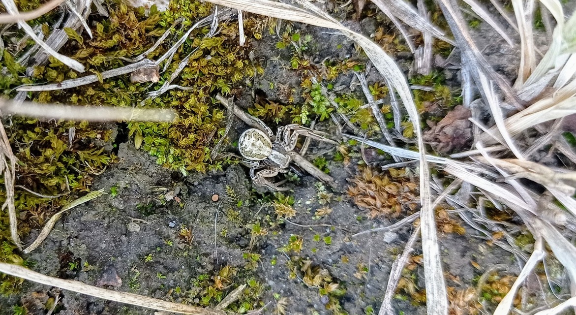 Xysticus