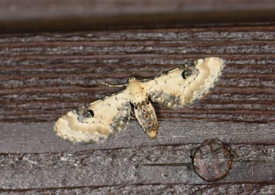 Eupithecia centaureata - búzavirág-törpearaszoló