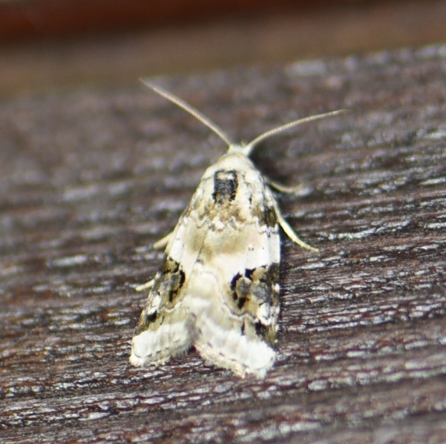 Pseudeustrotia candidula - fehéres apróbagoly
