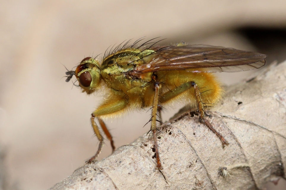 Scathophaga stercoraria - közönséges trágyalégy