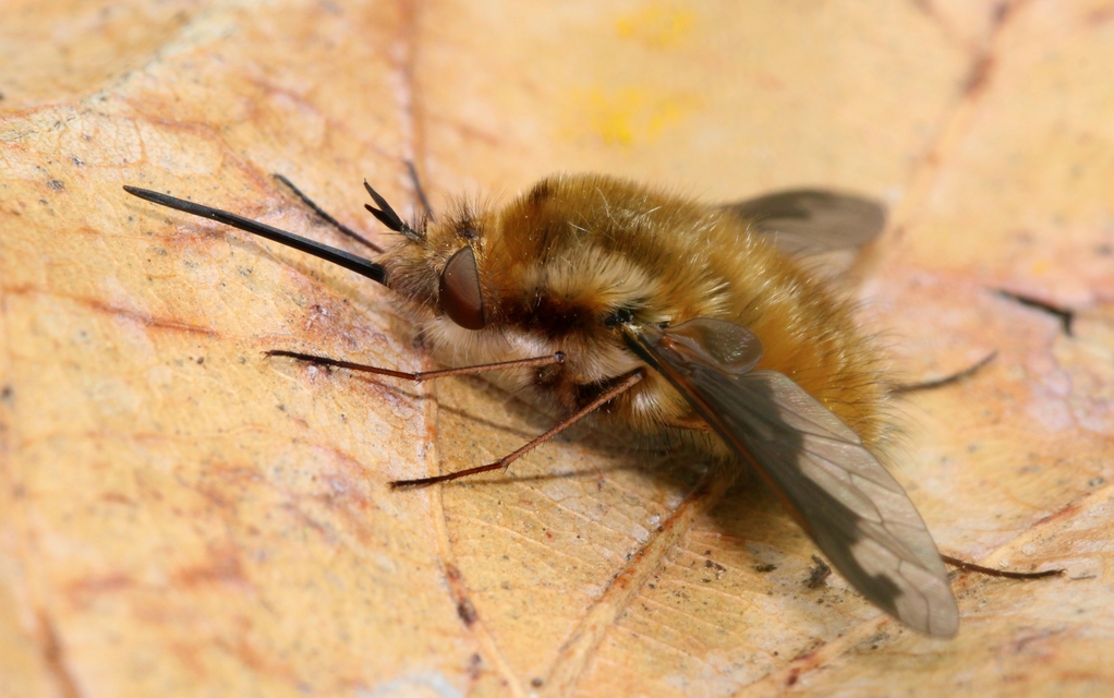 Bombylius major - szegélyes pöszörlégy