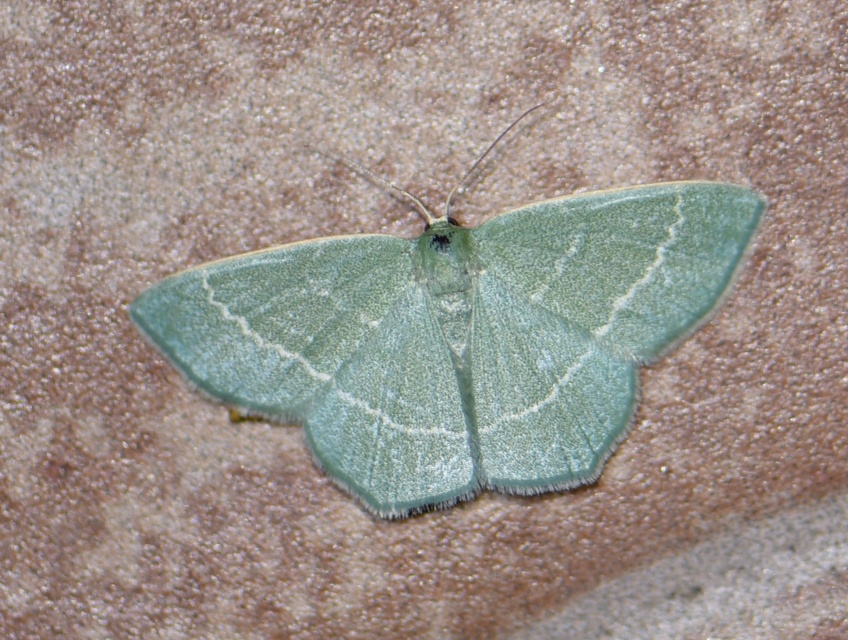 Chlorissa viridata - üdezöld araszoló