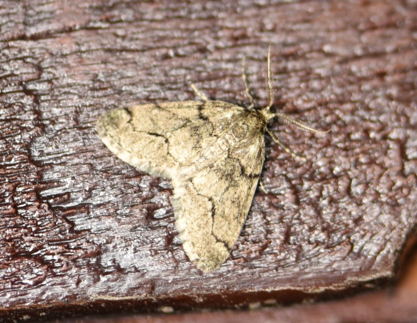 Tephronia sepiaria/Eumannia lepraria