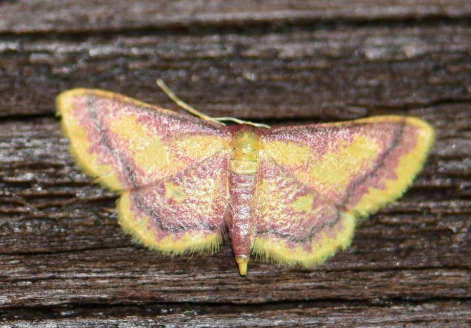 Idaea muricata - mocsári pirosaraszoló