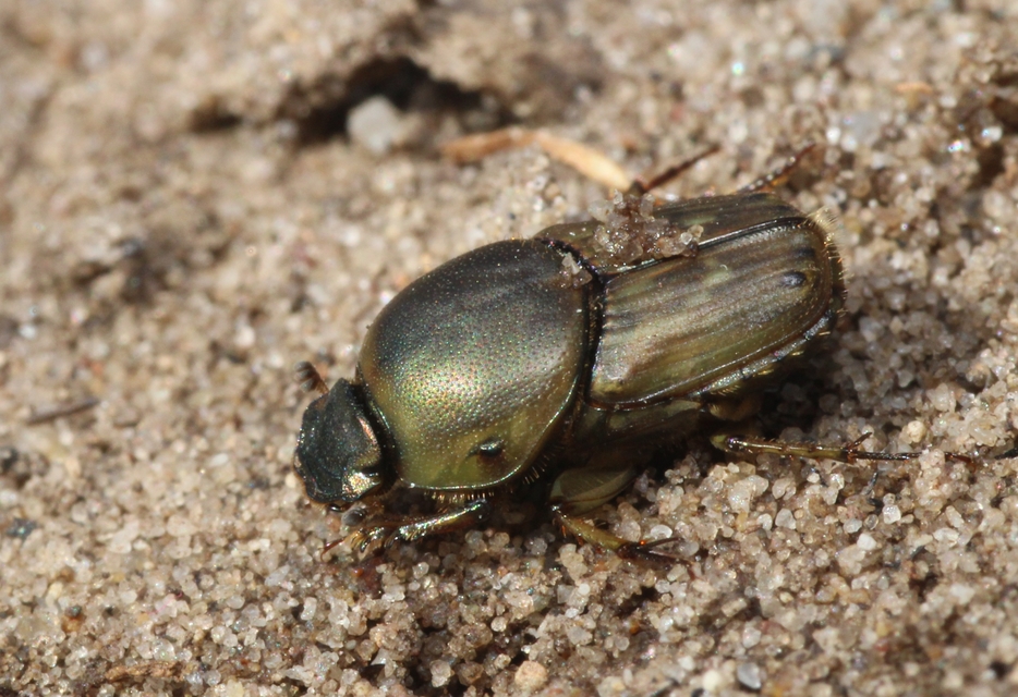 Euoniticellus fulvus - halványfoltos trágyatúró