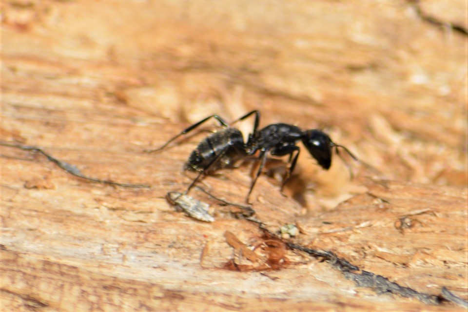 Camponotus vagus - fekete lóhangya
