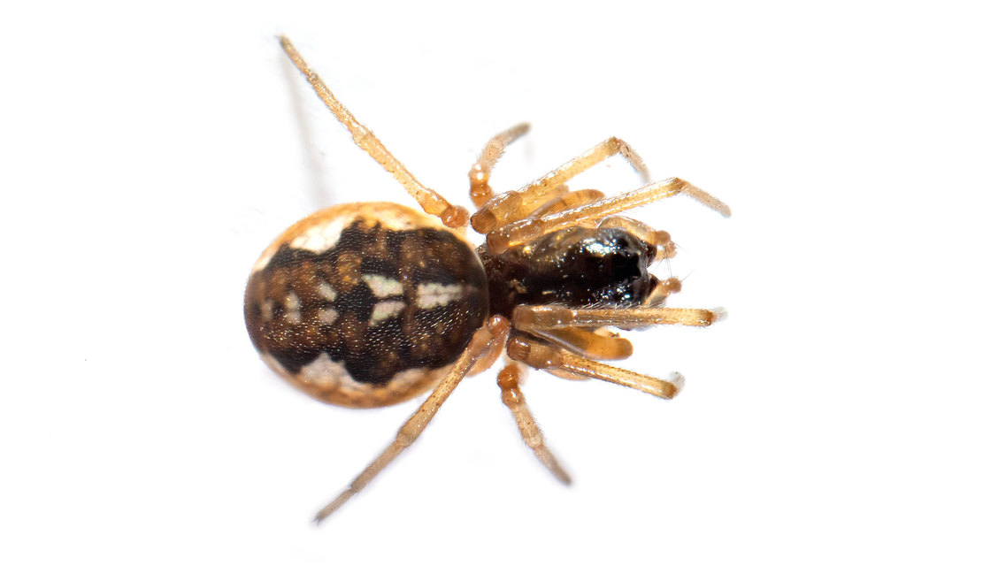 Pachygnatha degeeri