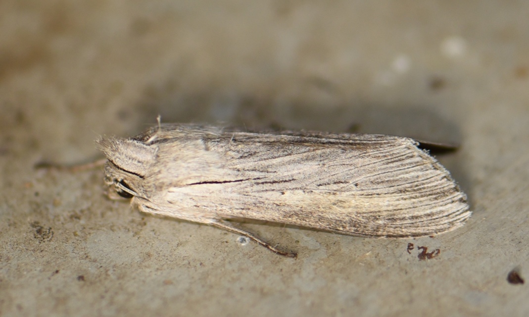 Cucullia tanaceti - vonalkás csuklyásbagoly