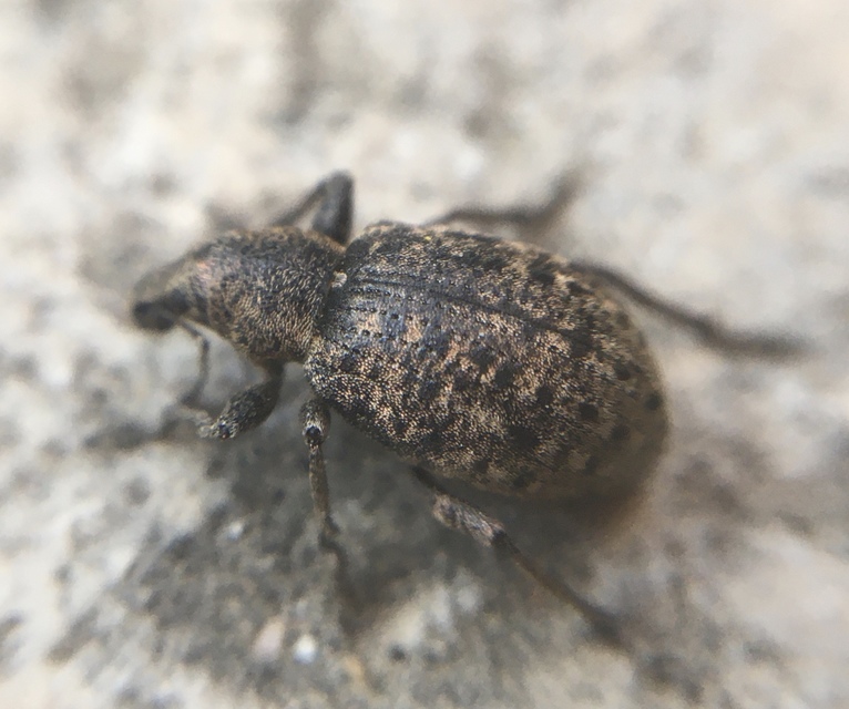 Liophloeus tessulatus - kockás barabolyormányos