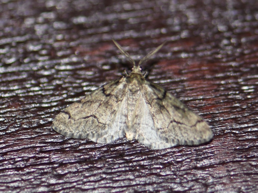 Tephronia sepiaria - zuzmóaraszoló